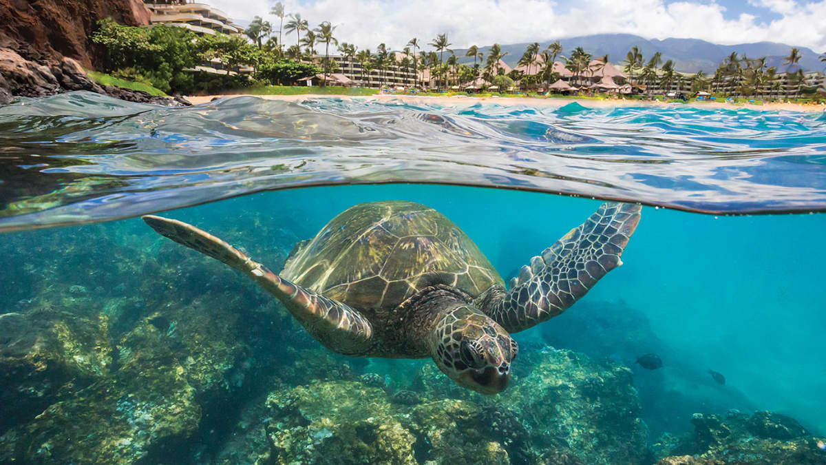 Honu Hawaiian Sea Turtle Tattoo Workout Set - Yoga Tank with Long