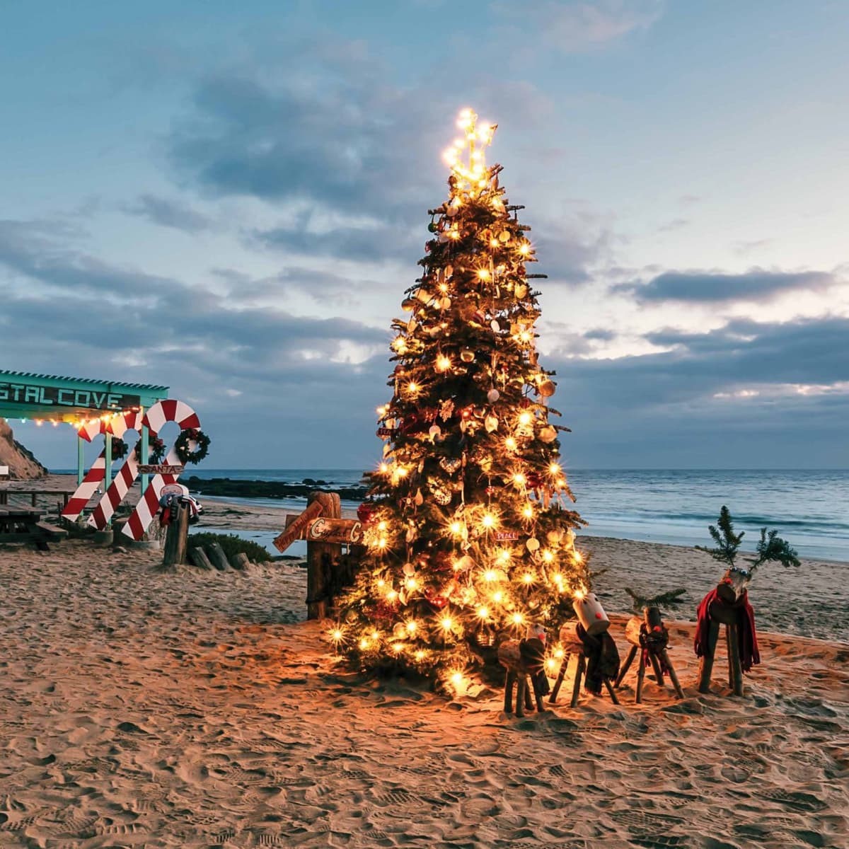 In Plain Sight A Christmas Tree at Crystal Cove State Park Orange Coast Mag