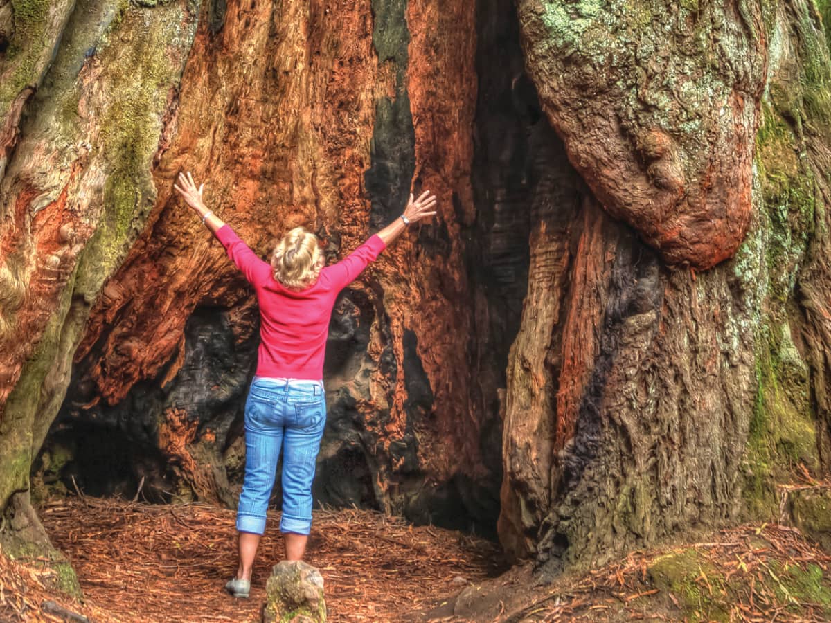 Redwood National &amp; State Parks - Orange Coast Mag