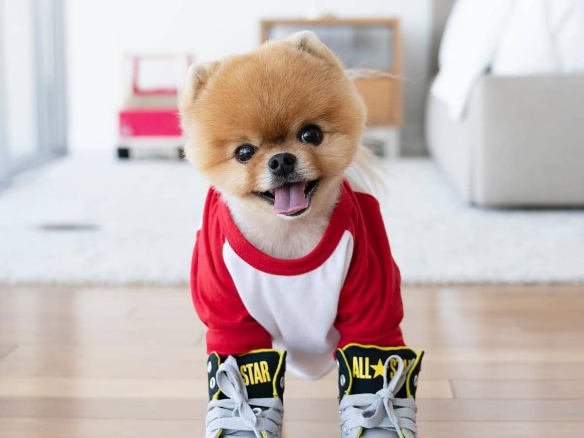 Jiffpom t shirt shop