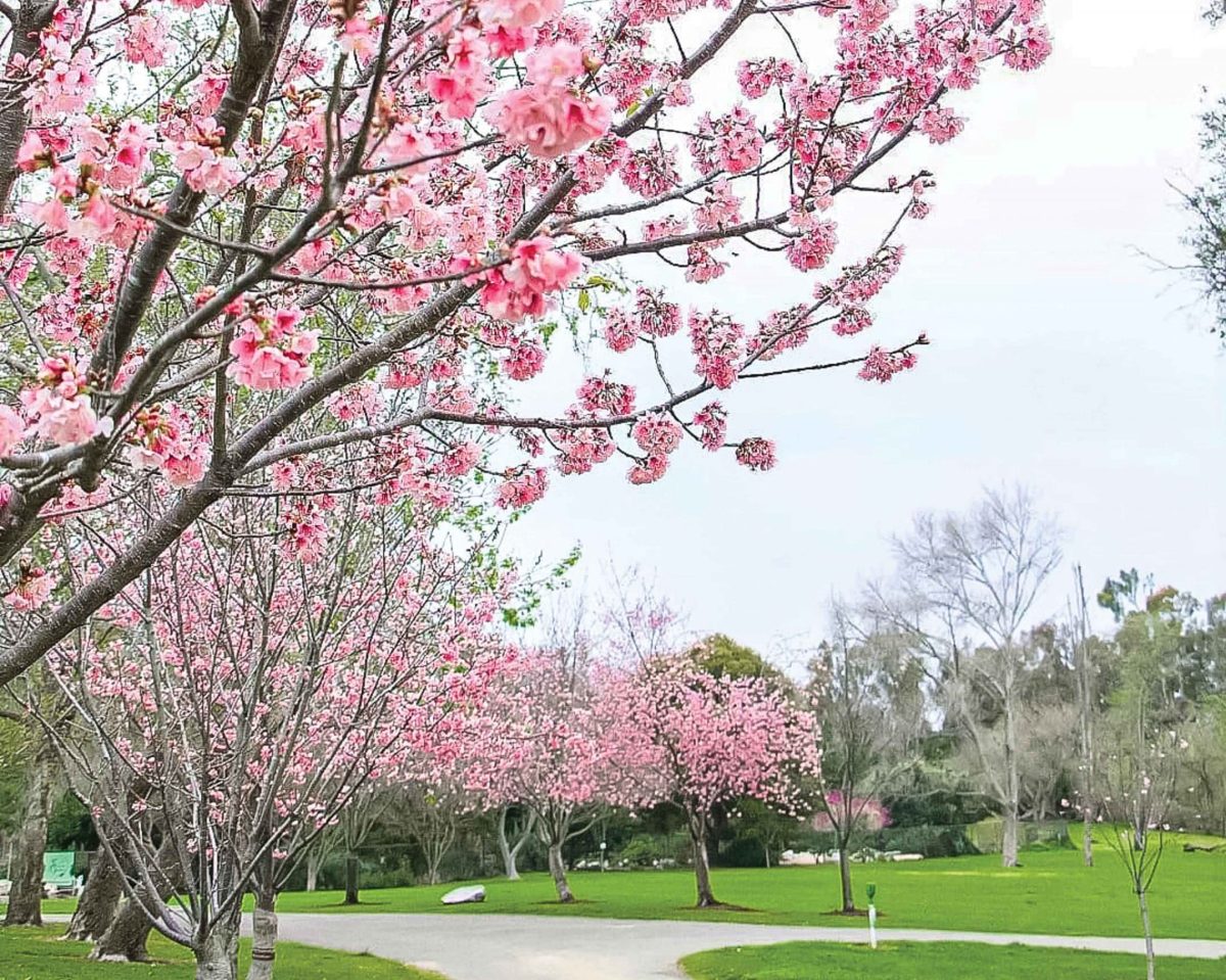 Cherry Blossoms Brighten Up Huntington Beach Central Park in the Spring