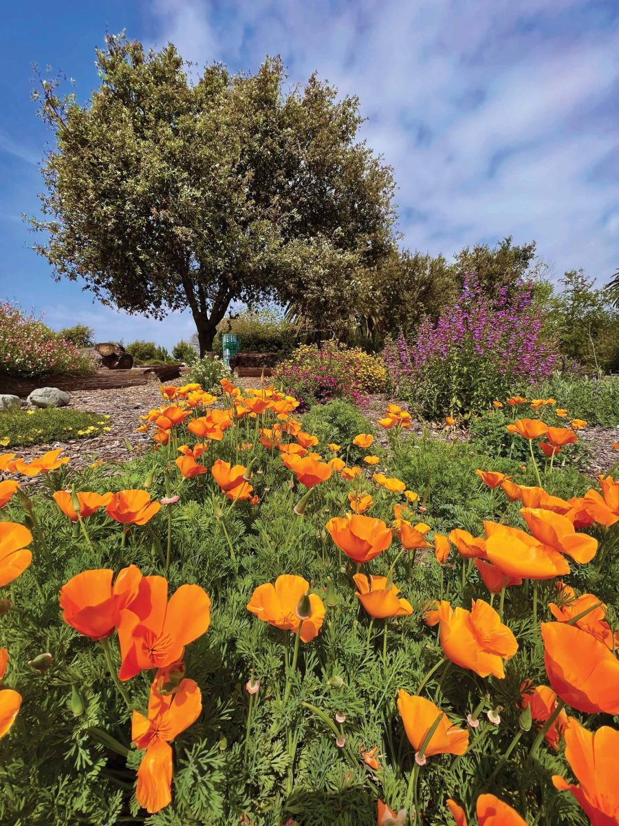 In Plain Sight: The Urban Forest in Huntington Beach Central Park