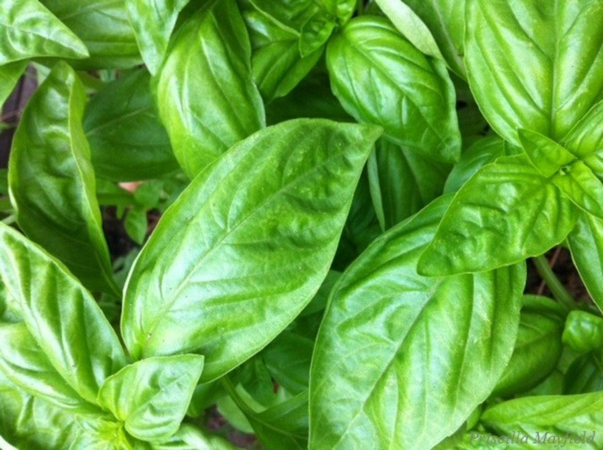 No Such Thing as Too Much Basil Though My Pesto s Had a Change of