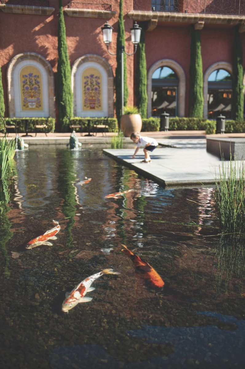 Koi pond at Fashion Island. - Picture of Newport Beach, Orange
